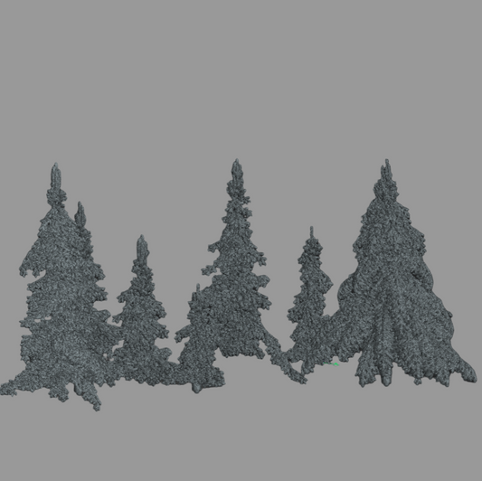 Spruce Trees