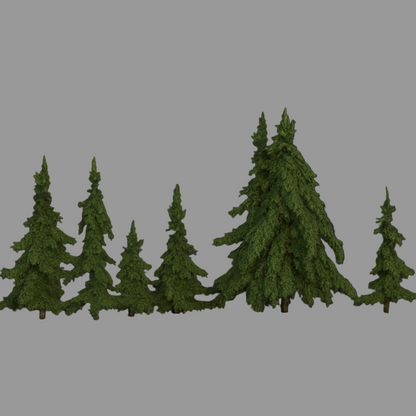 Spruce Trees