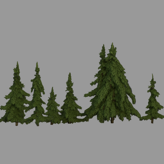 Spruce Trees