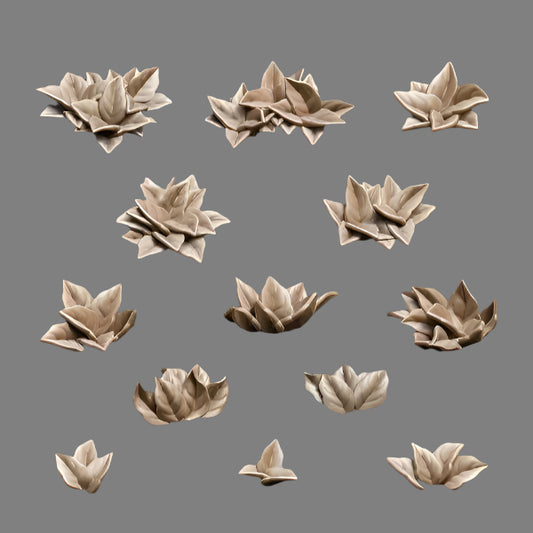 Waterleaf Plants